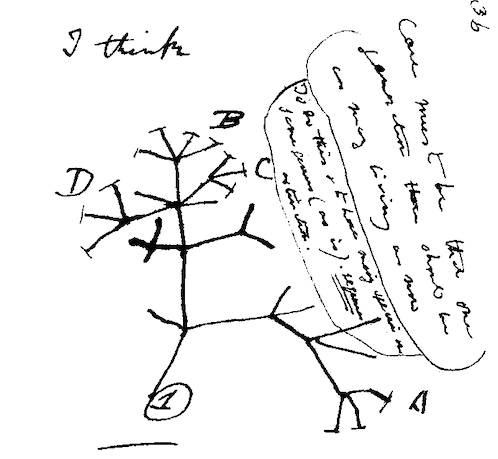 Hand drawn sketch of a phylogenetic tree from Charles Darwin's notebook