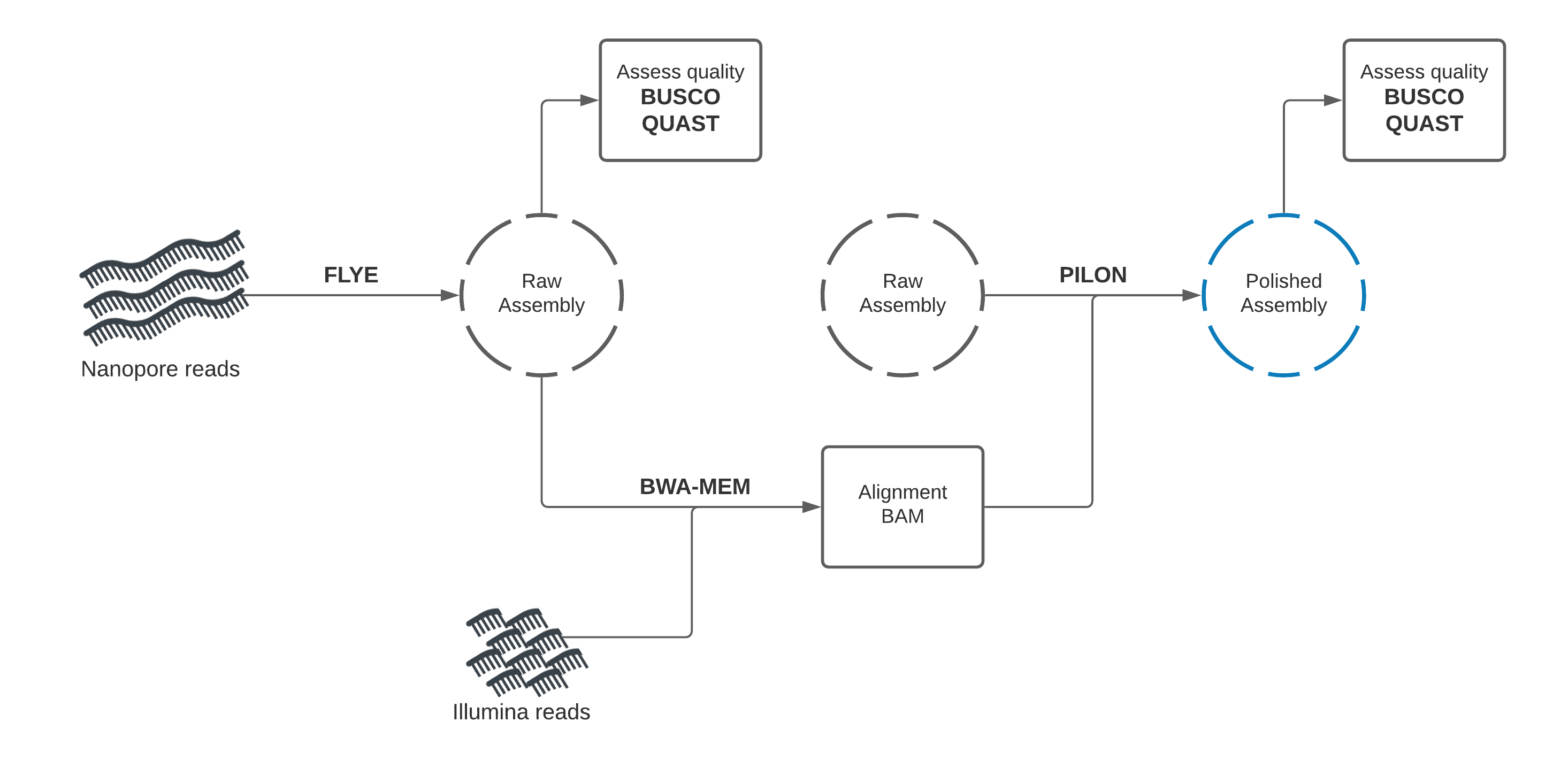 workflow diagram for hybrid assembly starting with nanopore read.