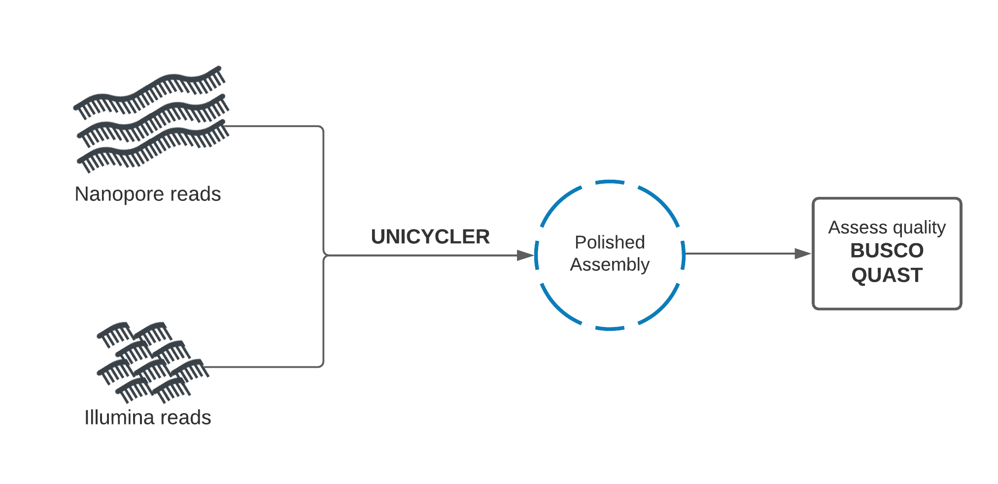 workflow diagram for hybrid assembly using unicycler.