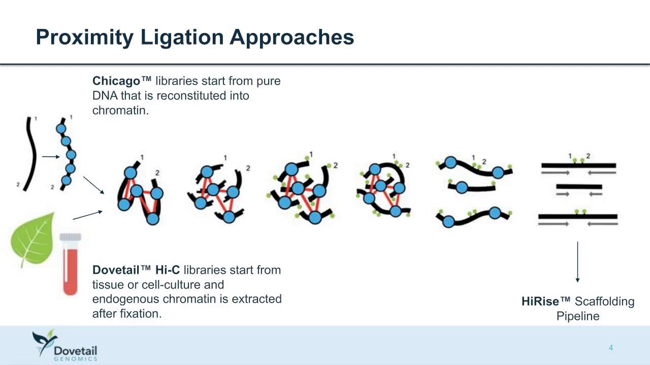 Hi-C sequencing workflow