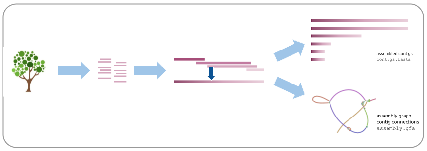 "Image of the simplified process of genome assembly, from a tree, to reads (represented by bold bars), to an assembly (represented by one long bold bar), to contigs (various long bold bars) and to an assembly graph.". 
