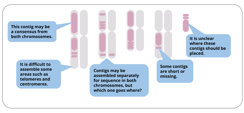 "Image showing potential assembly challenges: a set of diploid chromosomes with descriptions of different problems which are: a contig may be a consensus from both chromosomes; telomeres and centromeres are difficult to assemble; contigs may be assembled separately as a copy in both chromosomes but it is unclear which parental chromosome they are from; some contigs are short or missing; some contigs are not placed in the assembly.". 