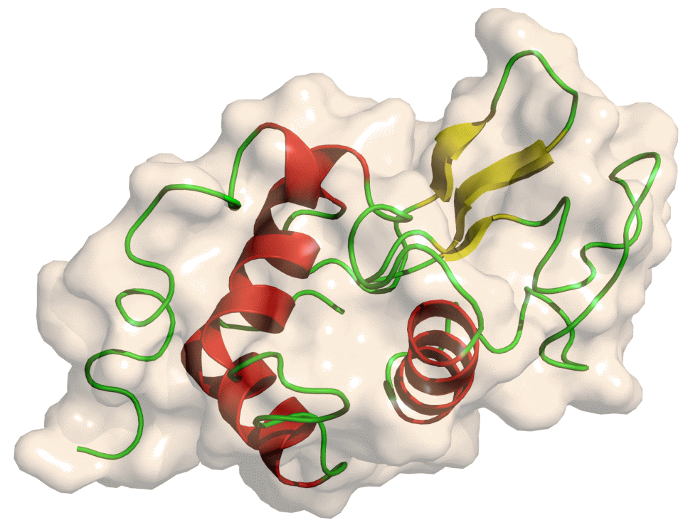 Structure of lysozyme openly available from https://commons.wikimedia.org/wiki/File:Lysozyme.png. 