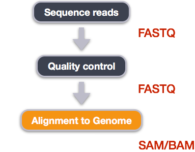 Simplified workflow that starts with the raw sequence reads and ends up to genome alignment. 