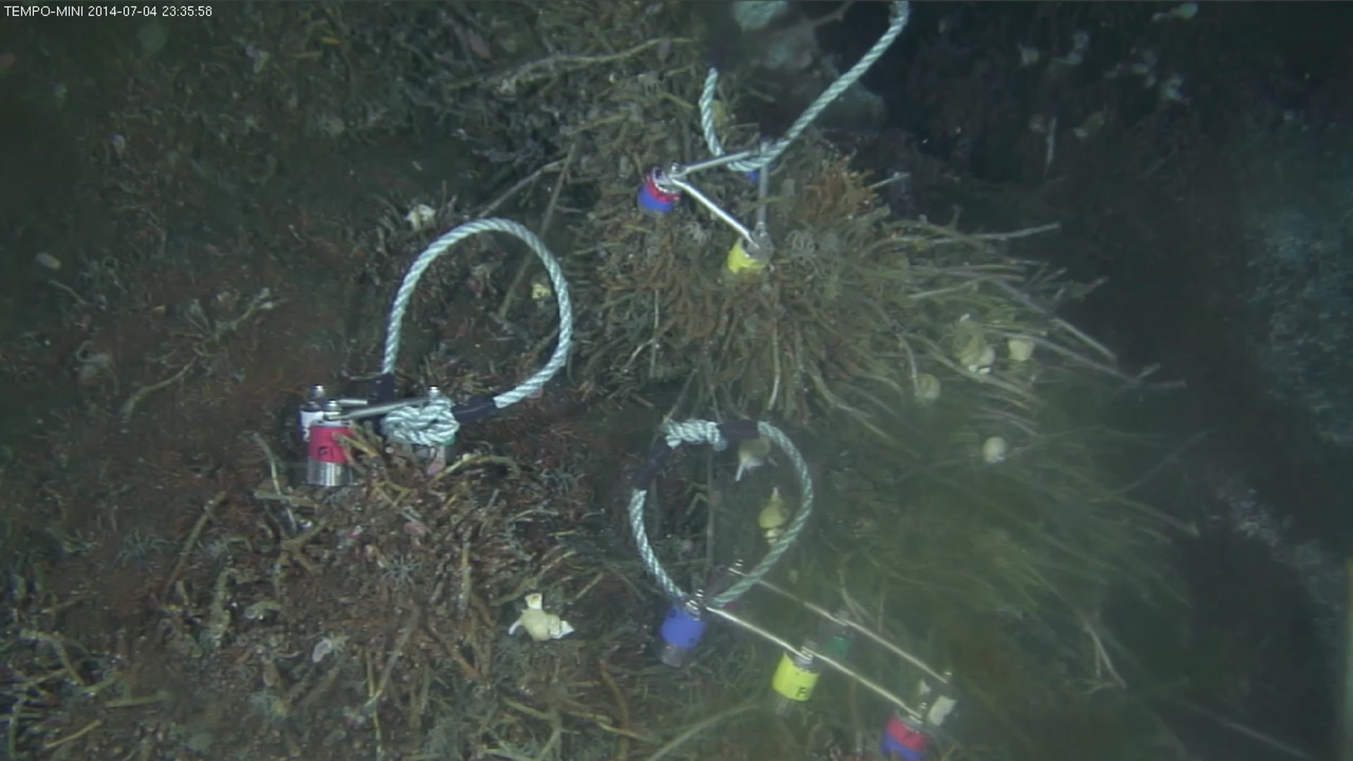 sample buccinid data. 