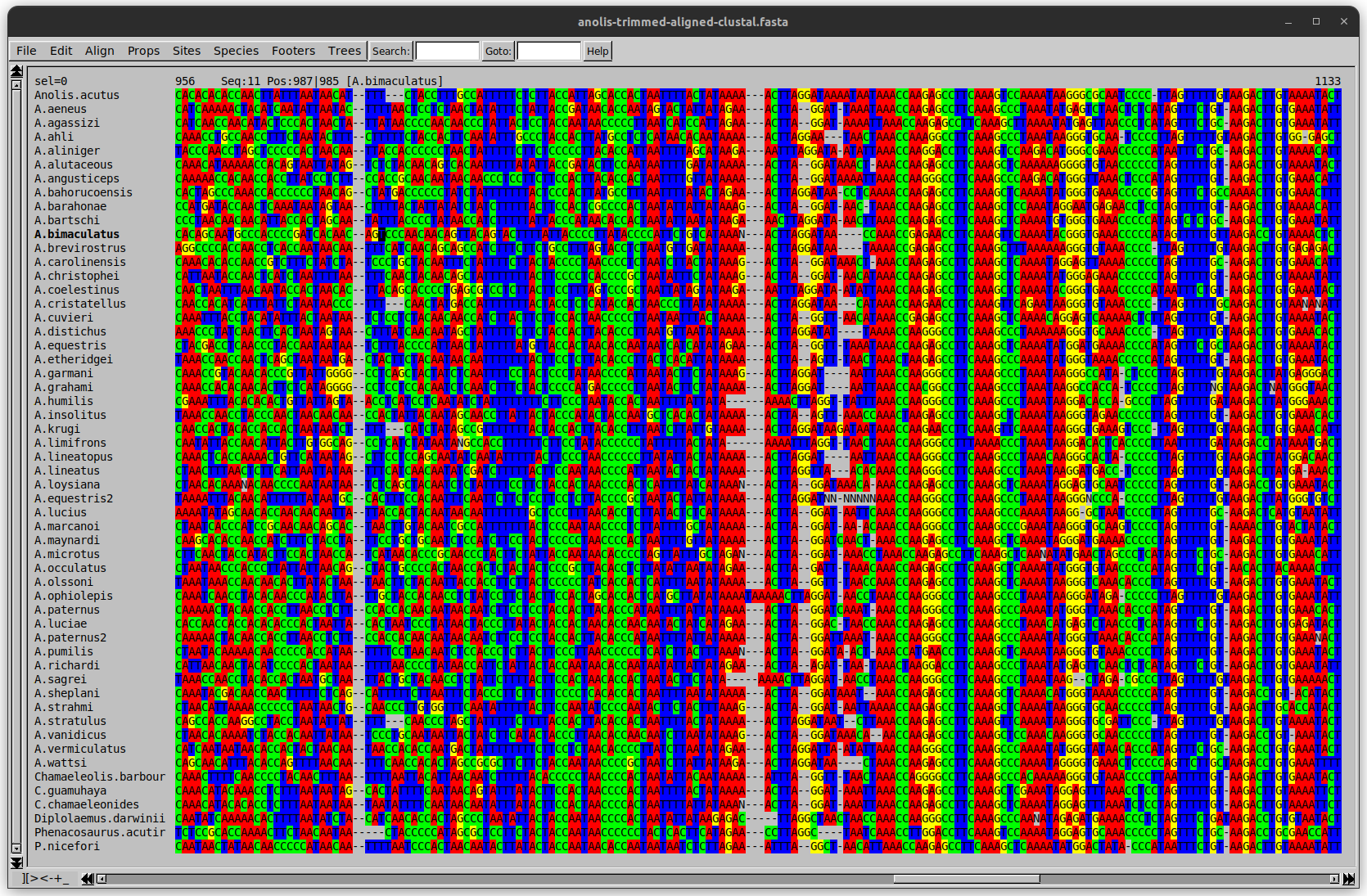 Screenshot from the program SeeView showing a multiple sequence alignment of Anolis species. DNA sequences are aligned vertically and nucleotides are colour coded. Aligned sites can be identified by solid lines of colour that run from top to bottom of the image. Full description included in the video recording at 40:06.