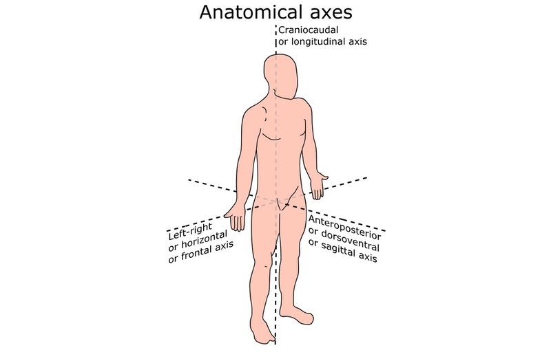Anatomical axes. 