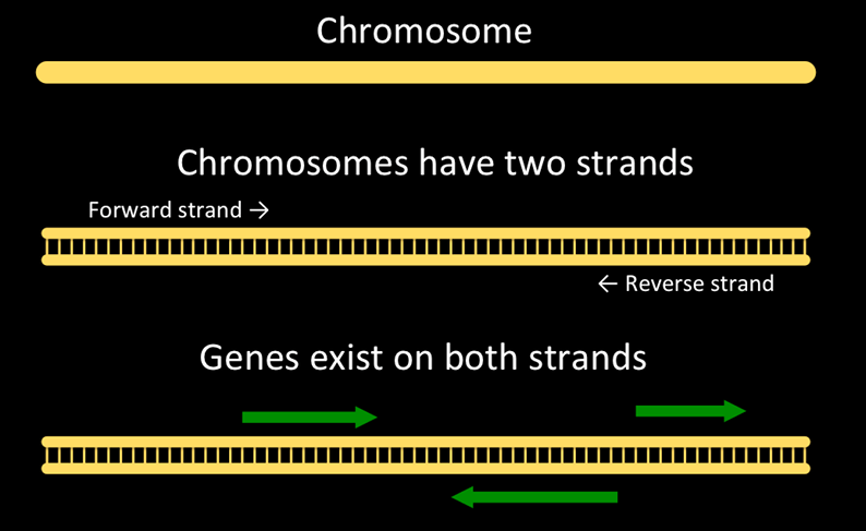 Chromosomes are double stranded and have forward and reverse strands; strands have genes on them. 