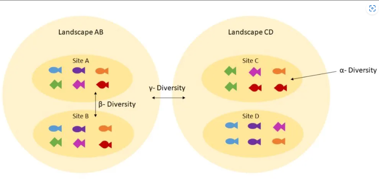 Diversity Example