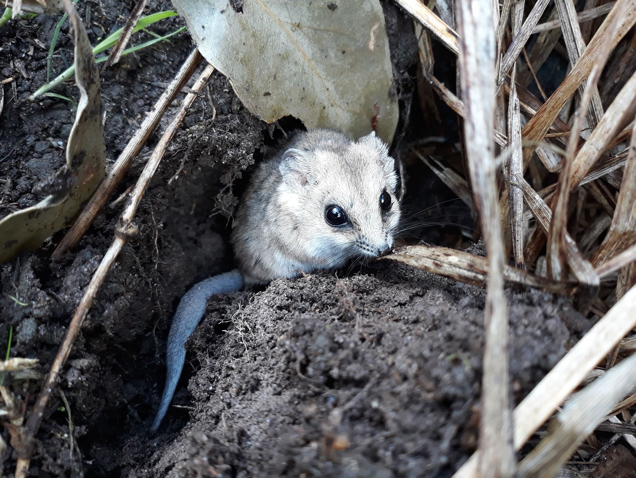 dunnart. 