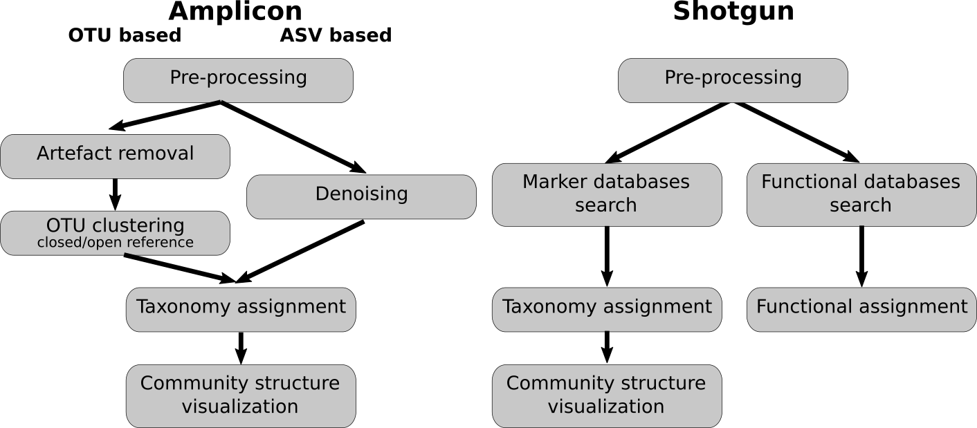 comparison of amplicon and shotgun pipelines. amplicon pipeline goes to community structure viz, shotgun pipeline goes to community structure in addition to functional assignment.