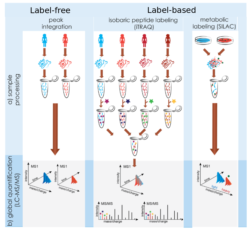 A chart, on the left is label free methods (peak integration). Each sample goes in its own tube. On the right is label-based with iTRAQ and SILAC mentioned. Each of 4 samples go in a tube before a label is added and they are mixed together. On the right is SILAC where all samples are mixed together. Below in the graphic the peaks are shown. For peak integration two spectra are produced. In iTRAQ and SILAC both produce a single plot with many peaks inside.