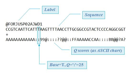 Image of a fastq file with label on the first line, sequence on the second, + on the third, and quality scores on the fourth as ascii chars. A callout shows that Base=T, quality=colon, and that means a score of 25.