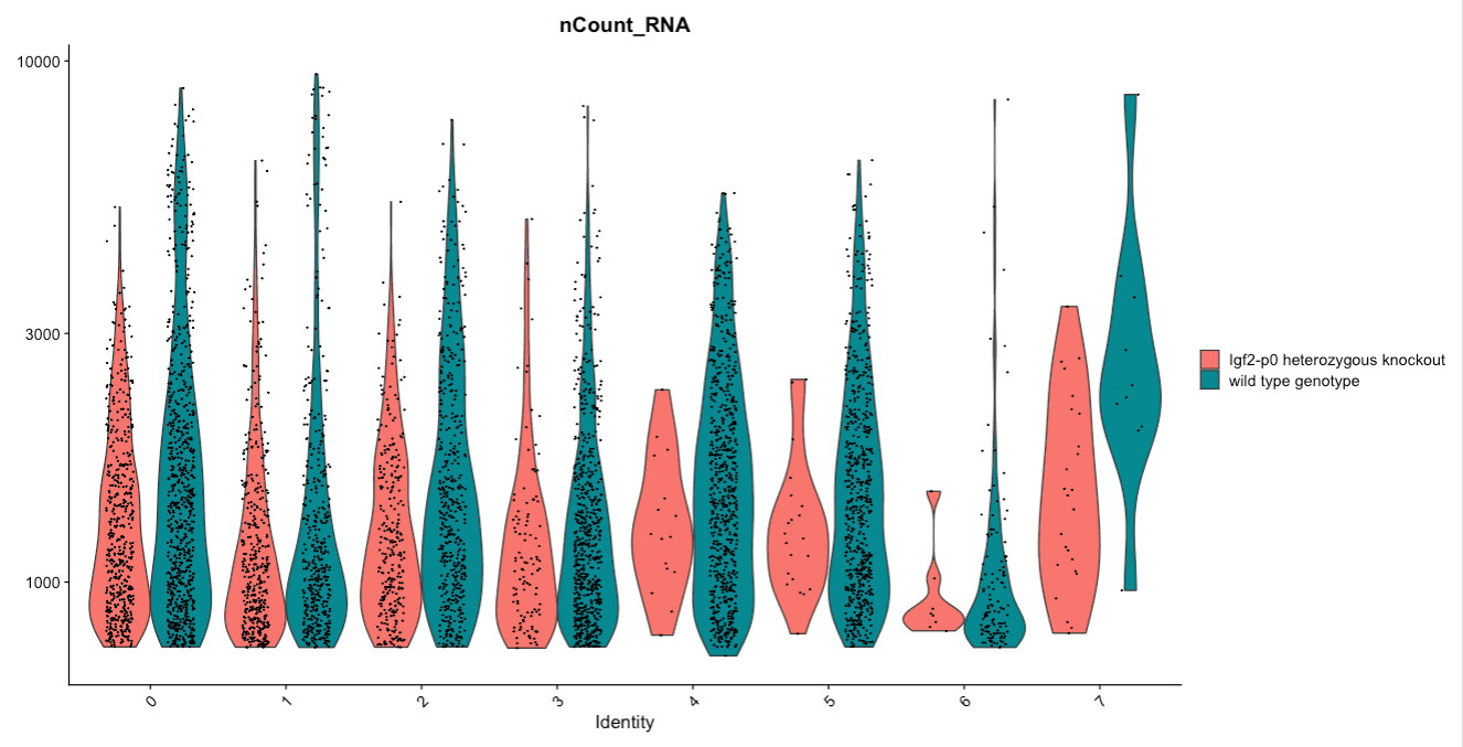 VlnPlot colored by cluster and split by genotype showing the mutant clusters appearing more sparse than the control. 