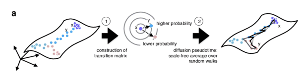 Multi-dimensional plane with cells projected onto it. From there the construction of transition matrix is performed: the smallest distance between points means higher probability than for longer distance between points. From there the diffusion pseudotime is performed which means scale-free average over random walks