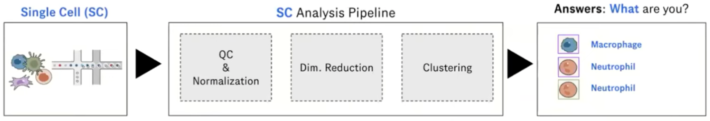 Basic pipeline for automated cell annotation