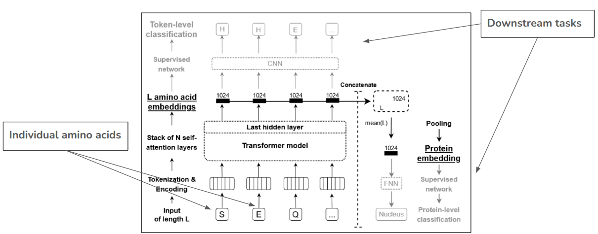 Architecture of protein language model