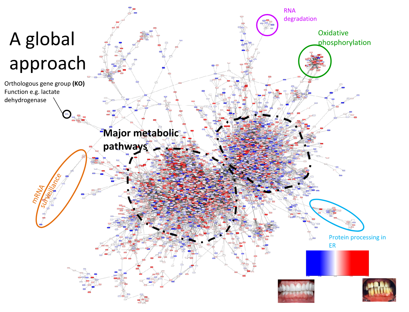 pathway analysis of a network image